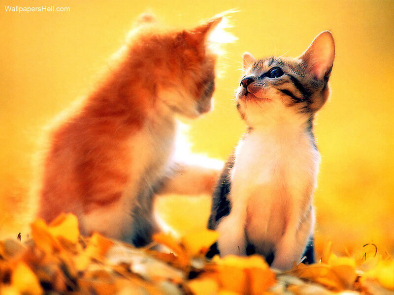 Two Kittens in Leaves — Yellow