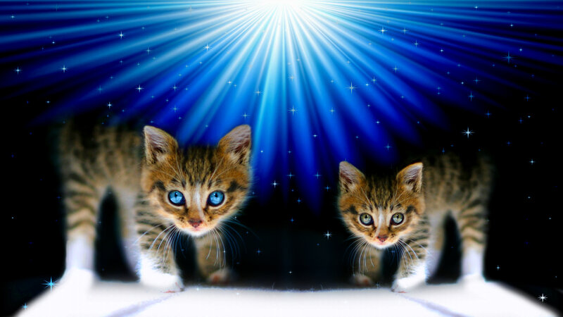 Two Kittens in Light