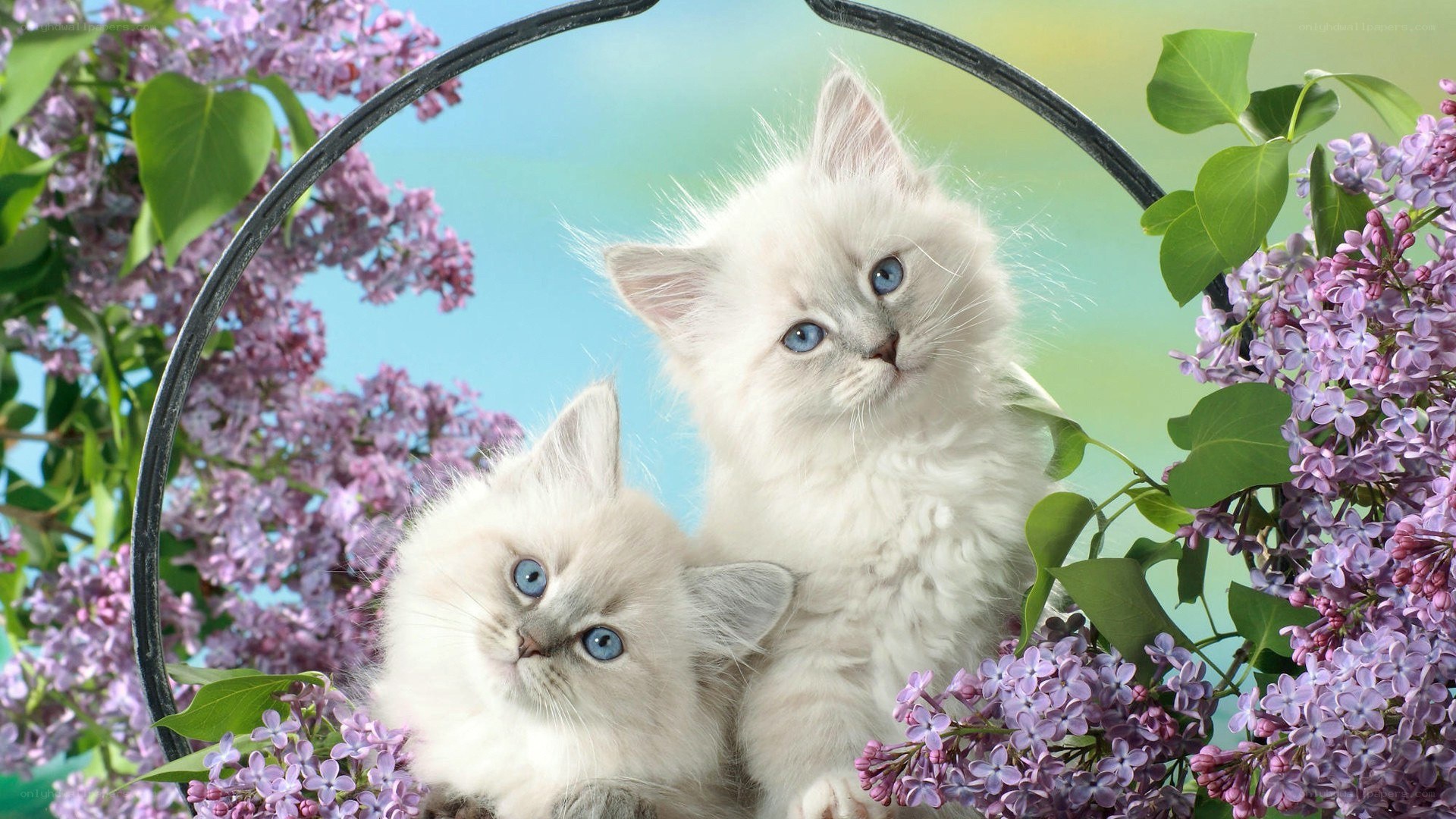 Two kittens in lilac flowers