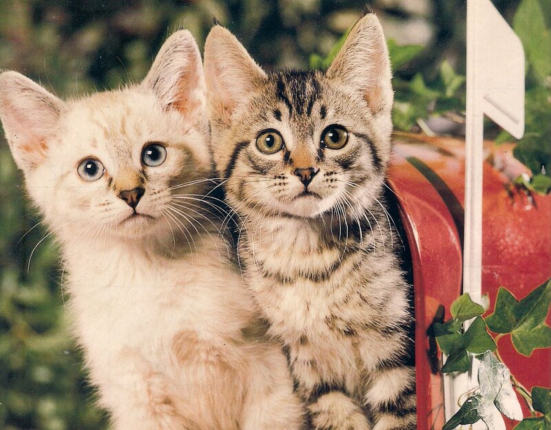 Two Kittens in Mailbox
