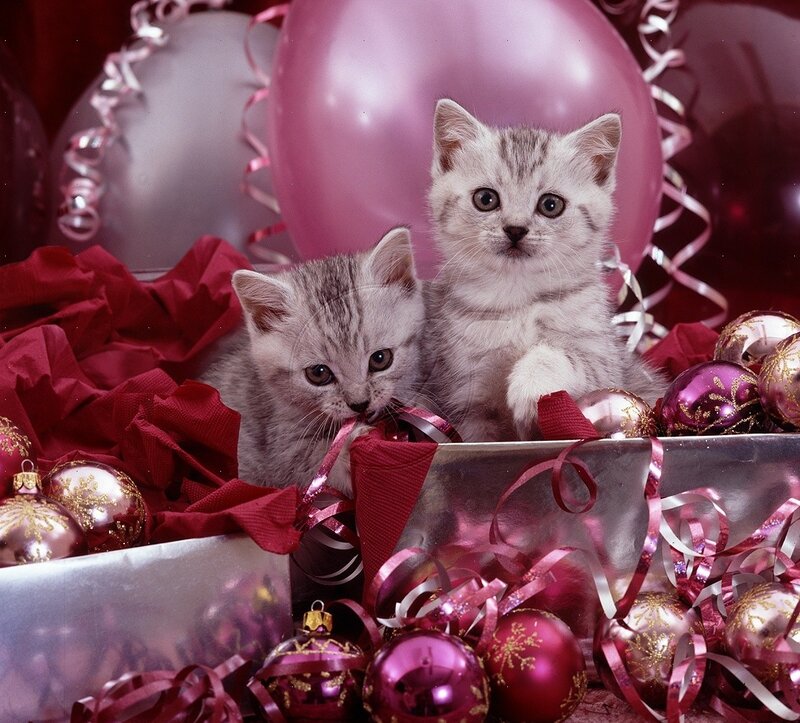 Two Kittens in Ornaments — Pink, Festive