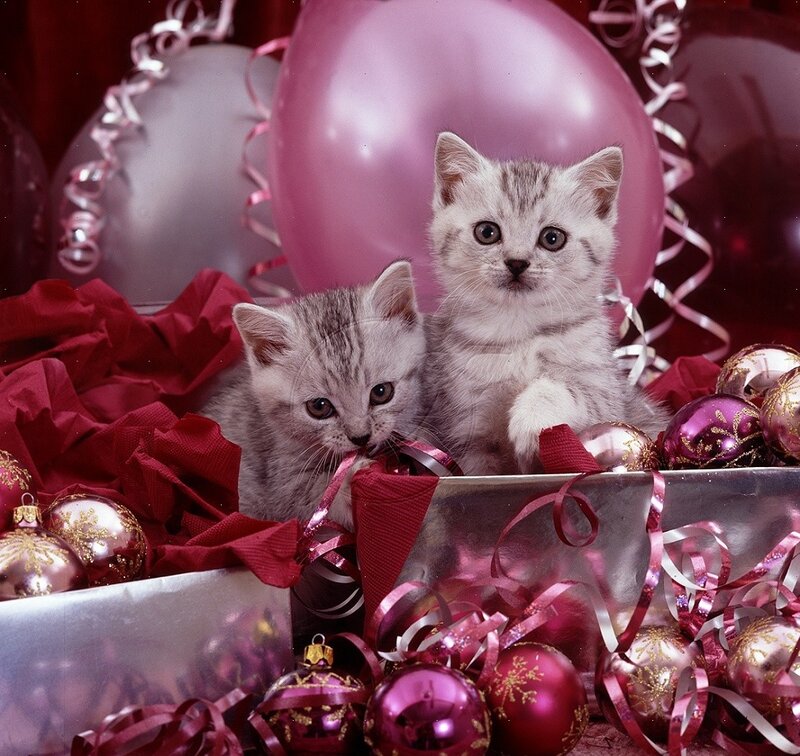 Two Kittens in Ornaments — Pink