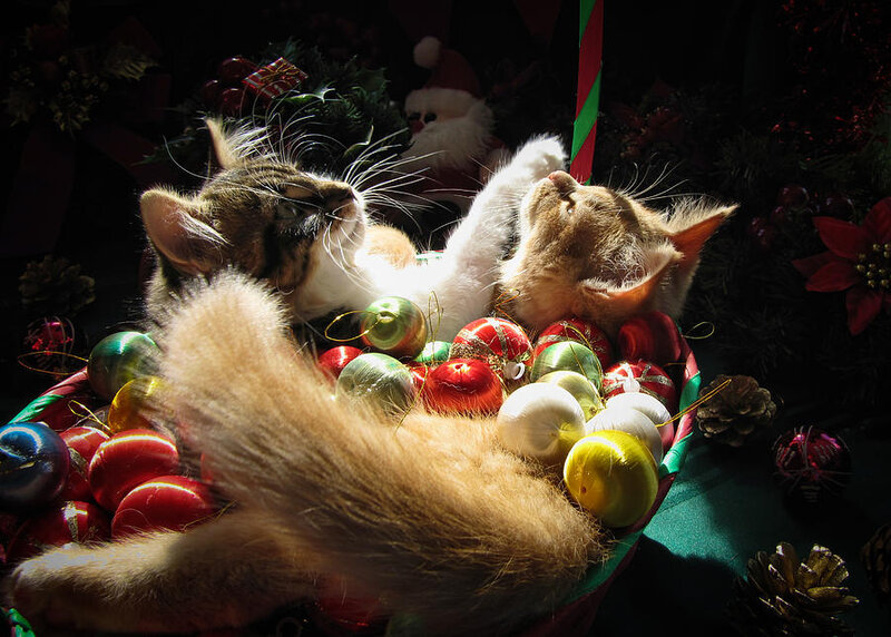 Two Kittens in Ornaments