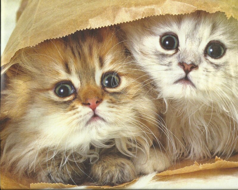 Two Kittens in Paper Bag