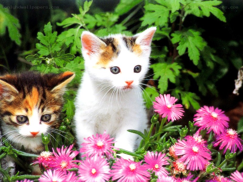 Two kittens in pink flowers