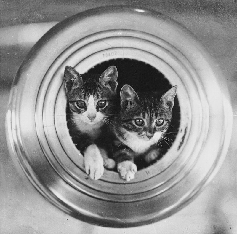 Two Kittens in Pipe
