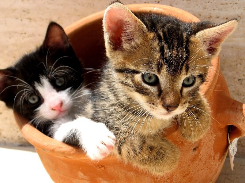 Two Kittens in Pot — Brown, Calm