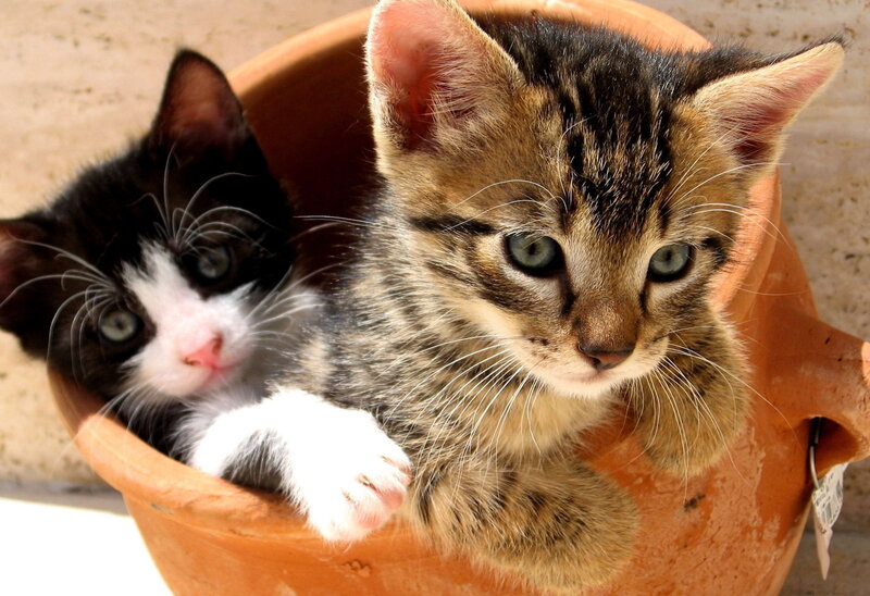 Two Kittens in Pot — Brown