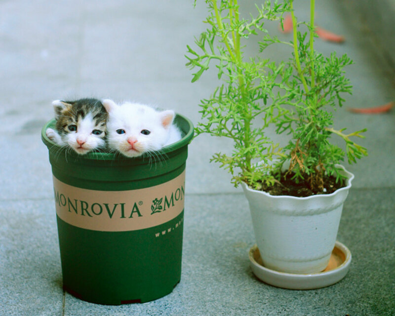 Two Kittens in Pot — Green