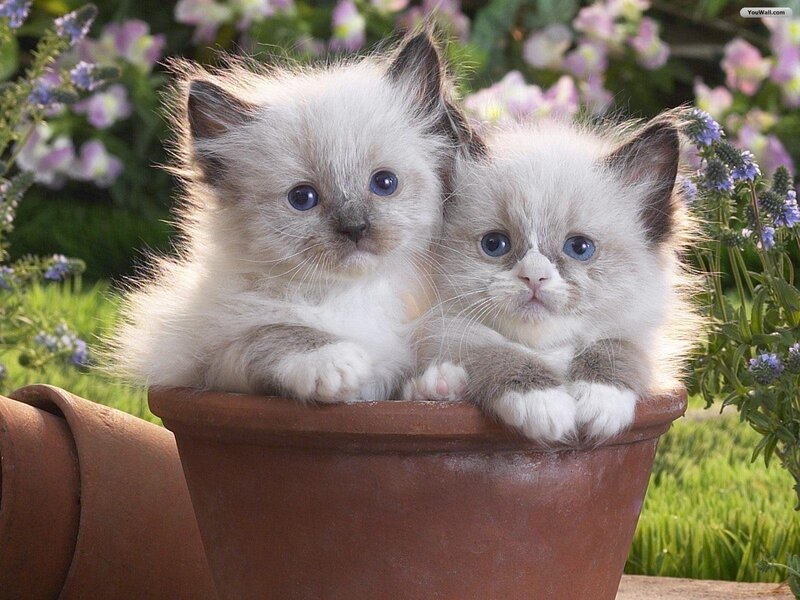 Two Kittens in Pot