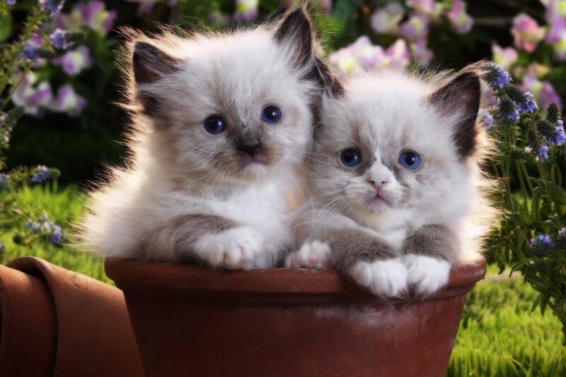 Two Kittens in Pot — White, Calm, Afternoon