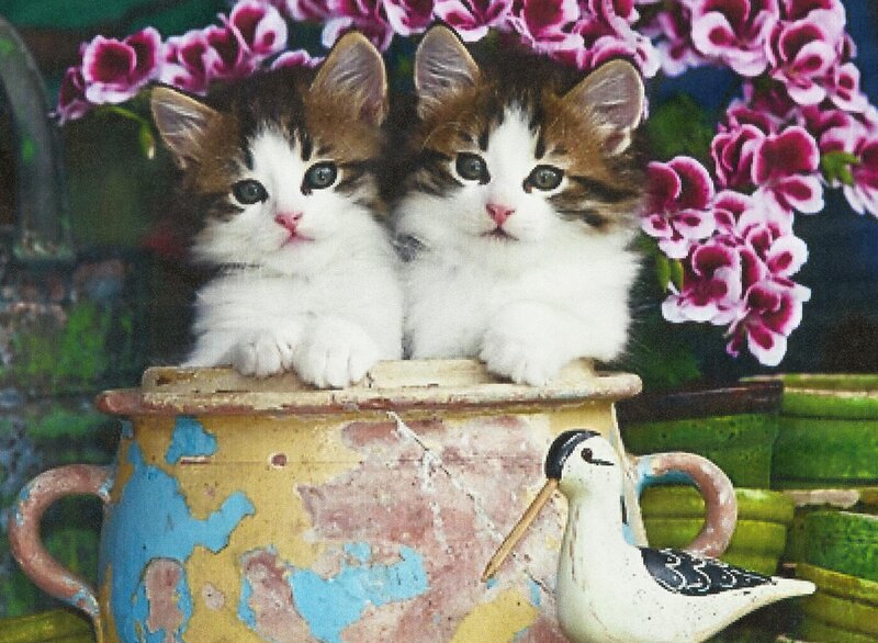 Two Kittens in Pot — White, Calm, Photograph