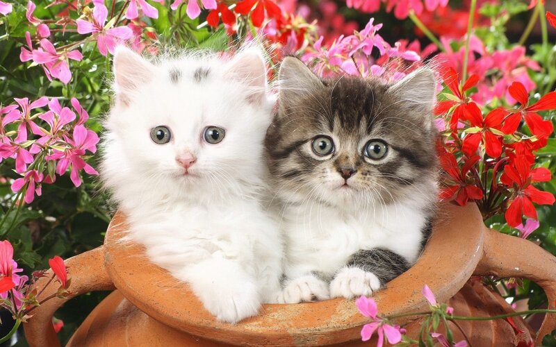 Two Kittens in Pot — White, Calm, Spring, Photograph, Flowers