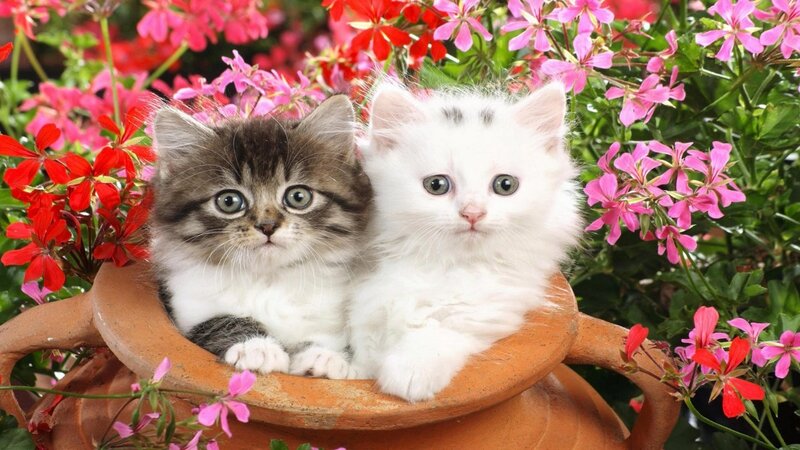 Two Kittens in Pot — White, Calm, Spring, Photograph