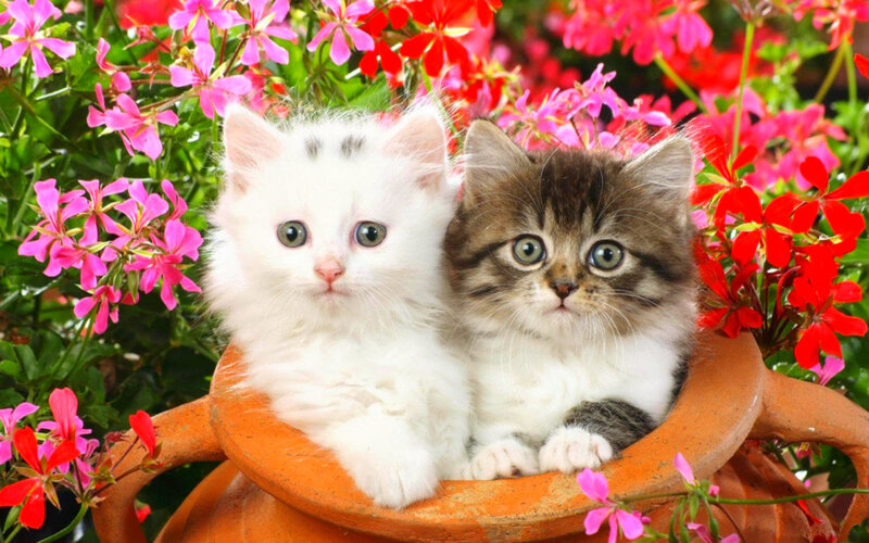 Two Kittens in Pot — White, Calm, Spring