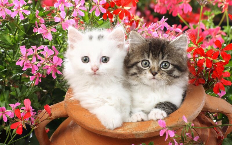 Two Kittens in Pot — White