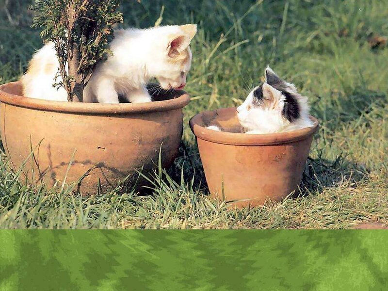Two Kittens in Pots