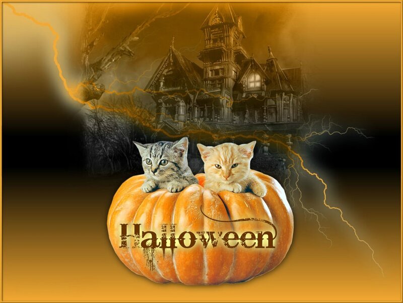 Two Kittens in Pumpkin — Orange, Spooky, Night