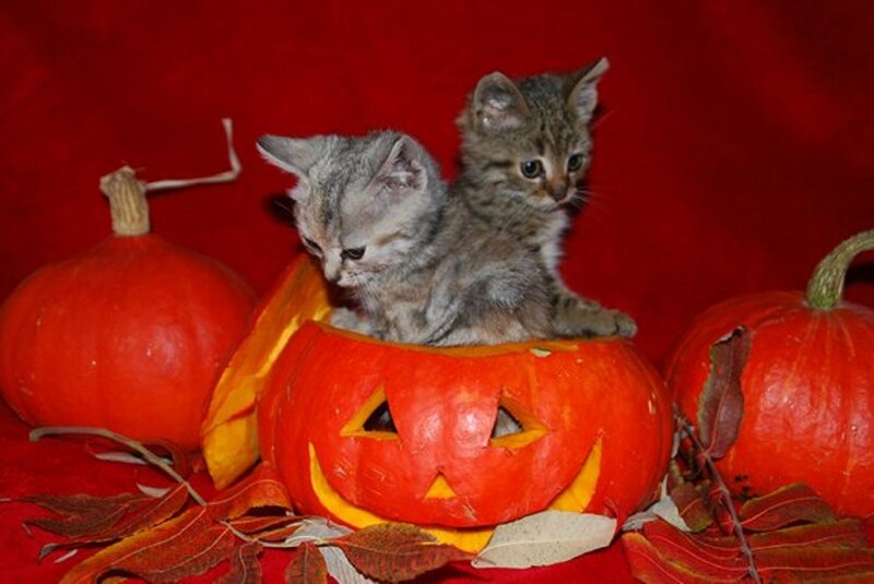 Two Kittens in Pumpkin — Red, Festive