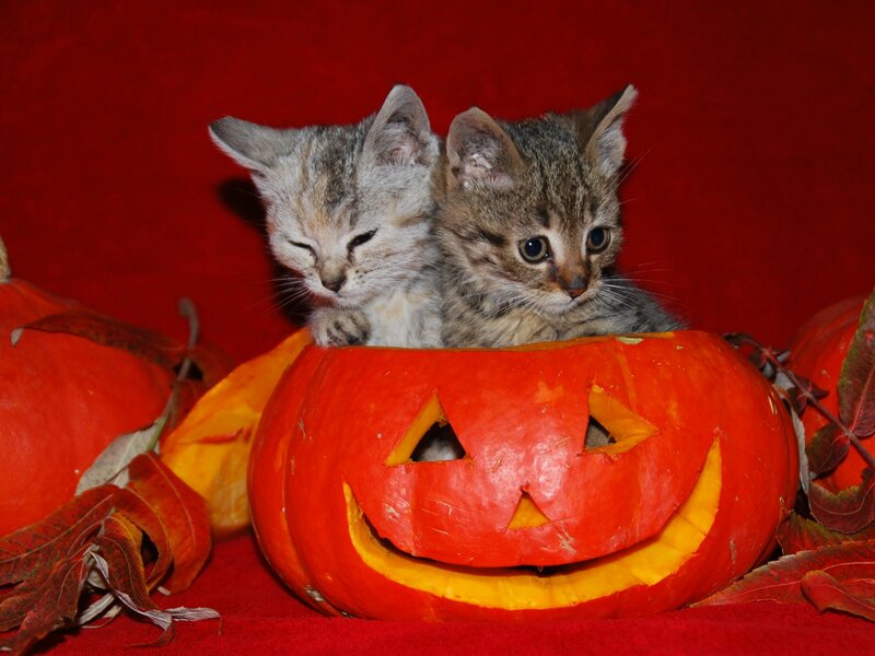 Two Kittens in Pumpkin — Red
