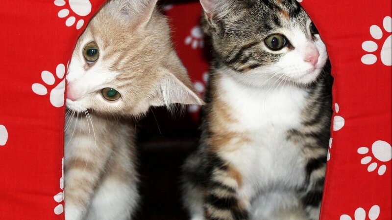 Two Kittens in Red Fabric