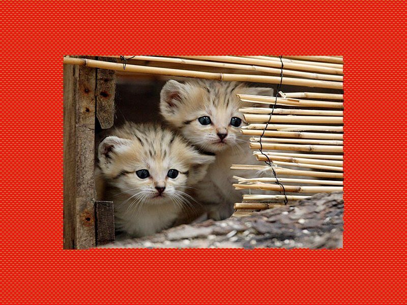 Two Kittens in Shelter