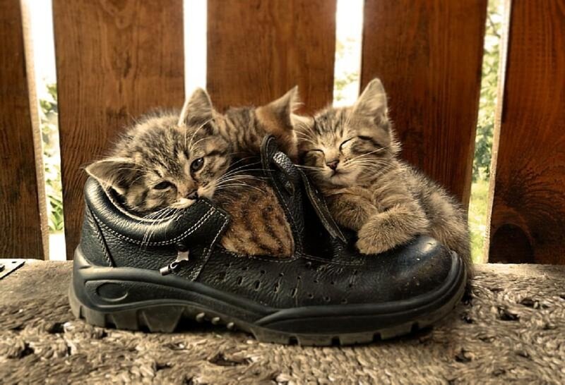Two Kittens in Shoe