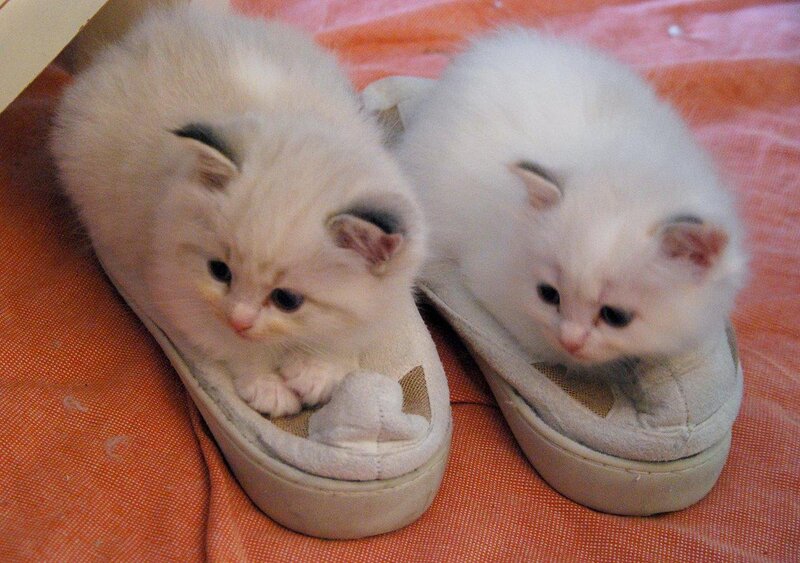 Two Kittens in Shoes