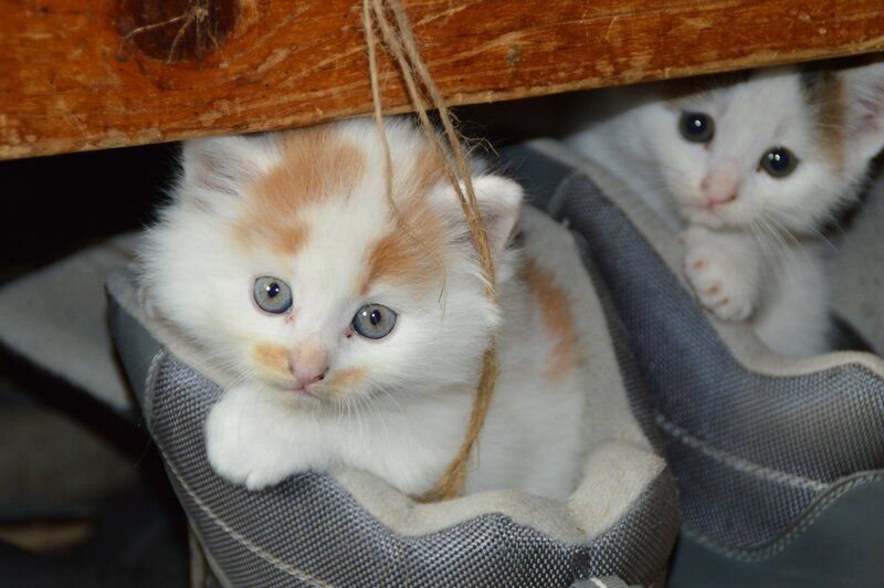 Two Kittens in Shoes — White