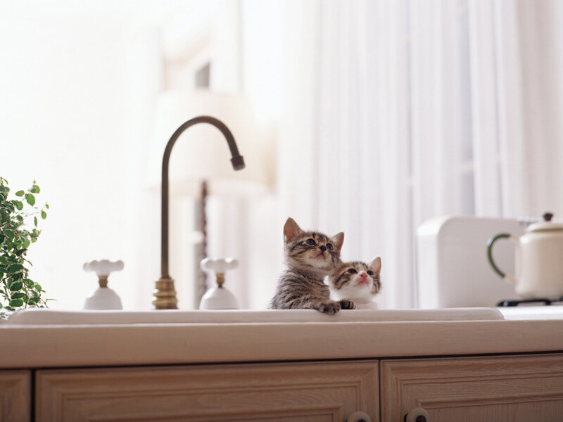 Two Kittens in Sink