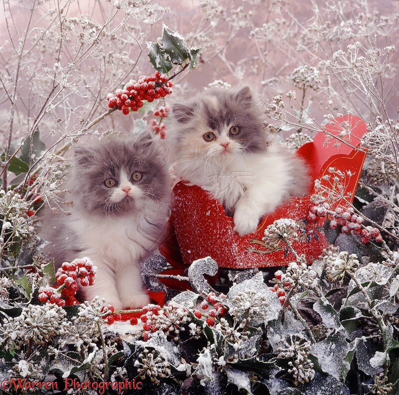 Two Kittens in Sleigh