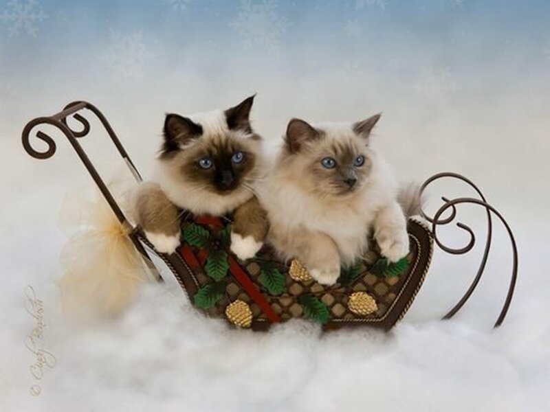 Two Kittens in Sleigh — White, Festive