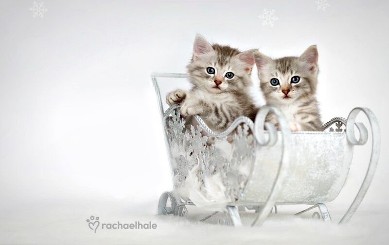 Two Kittens in Sleigh — White