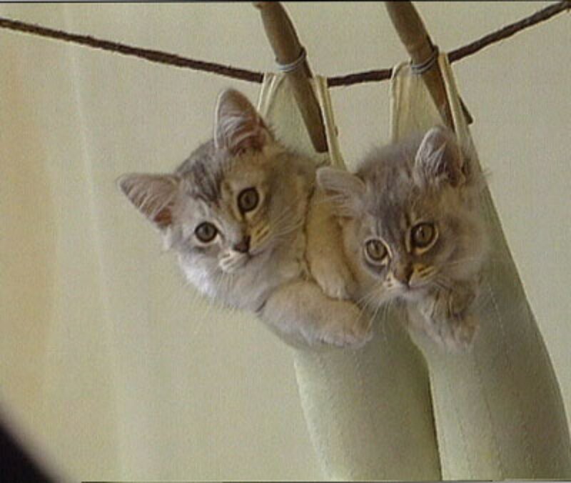 Two Kittens in Sling