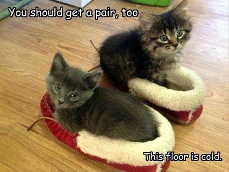 Two Kittens in Slippers