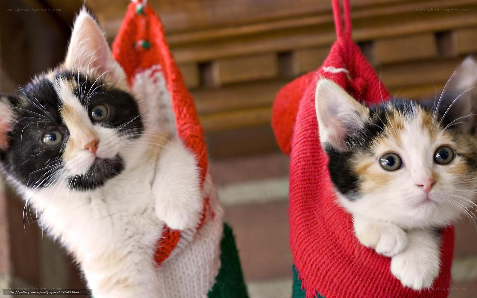 Two kittens in stockings