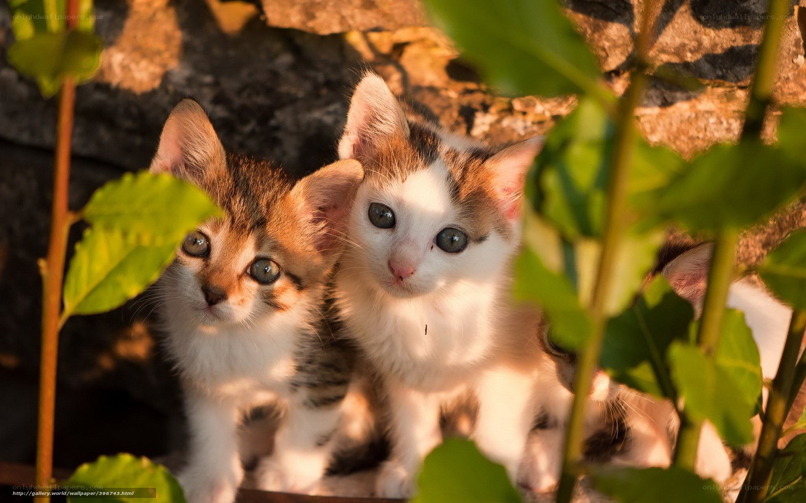 Two kittens in sunlight