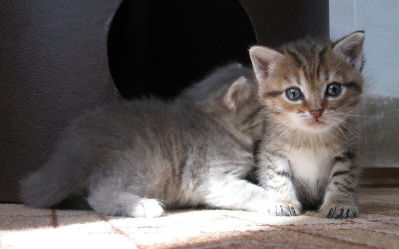 Two Kittens in Sunlight — Gray