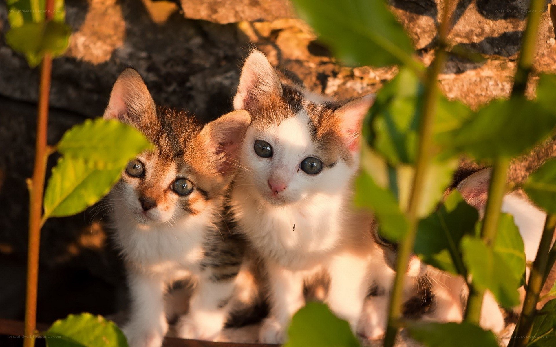 Two kittens in sunlight