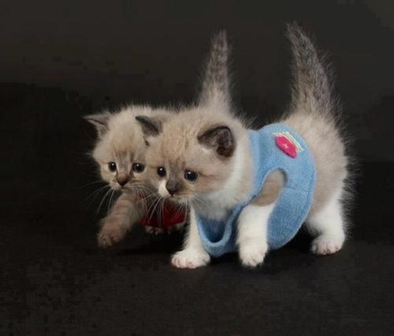 Two Kittens in Sweaters