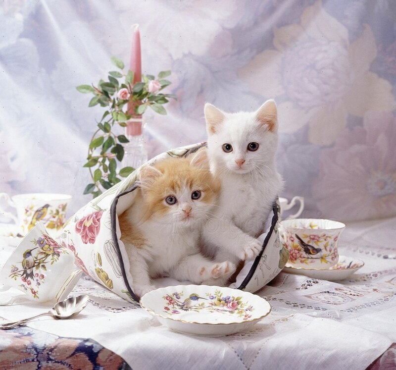 Two Kittens in Teacup
