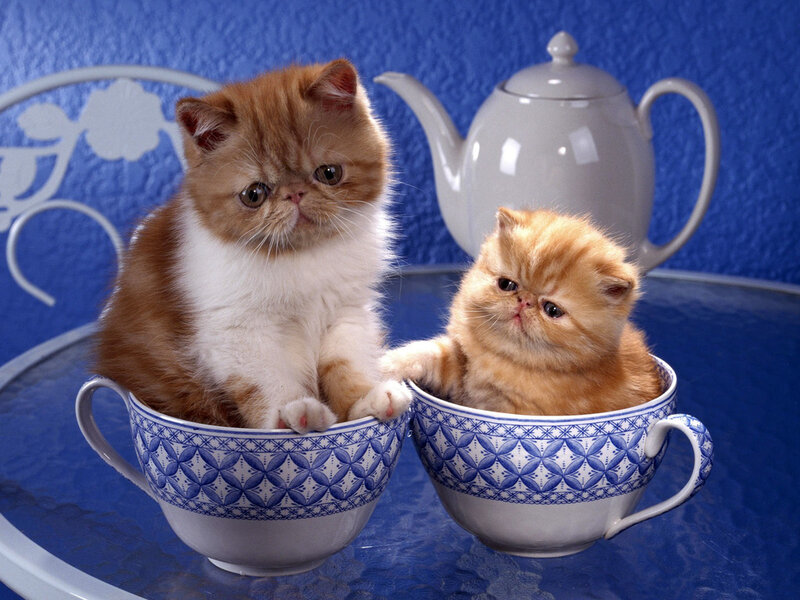 Two Kittens in Teacups — Blue, Calm, Photograph, Teacup