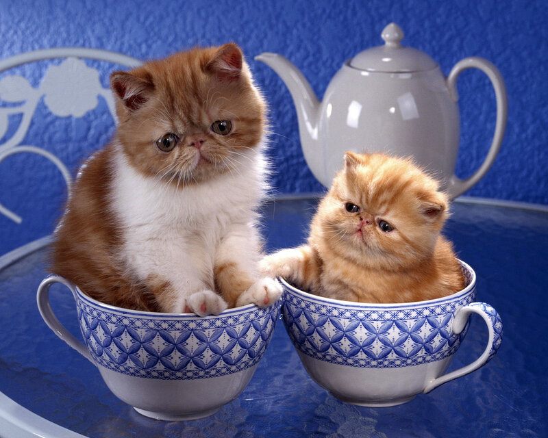Two Kittens in Teacups — Blue, Calm, Photograph, Teapot, Table