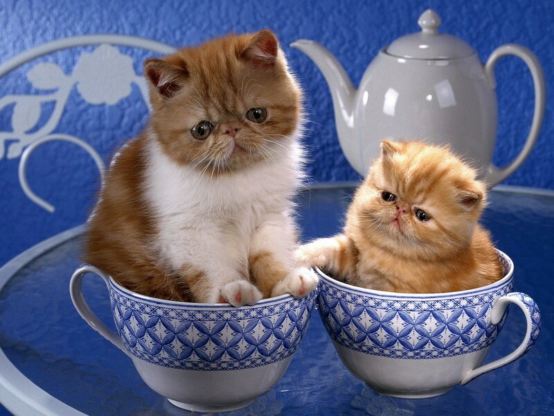 Two Kittens in Teacups — Blue, Calm, Photograph, Teapot