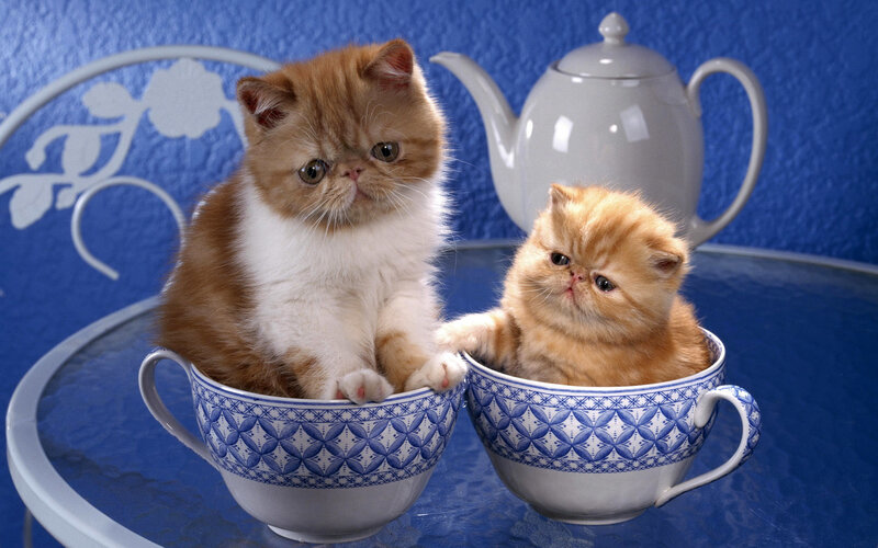 Two Kittens in Teacups — Blue, Calm