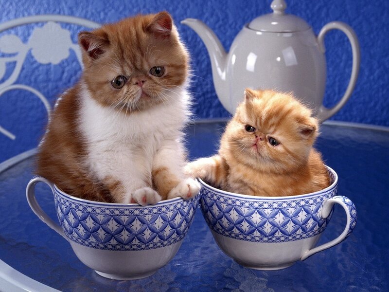 Two Kittens in Teacups — Blue