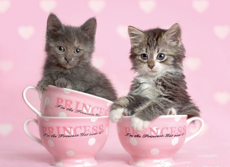 Two Kittens in Teacups — Pink