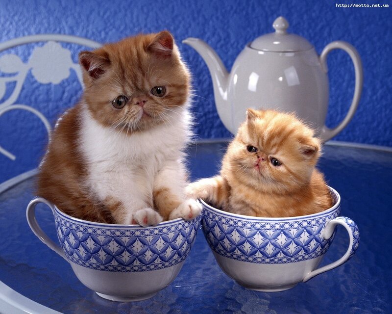 Two kittens in teacups