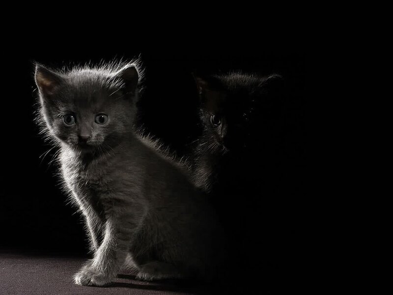 Two kittens in the dark