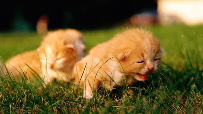 Two kittens in the grass